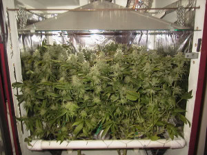 coltivare cannabis con scrog