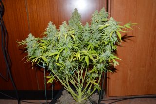 coltivare cannabis con 30 euro 3