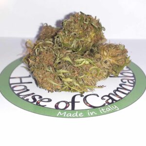 CBD Lemon Haze