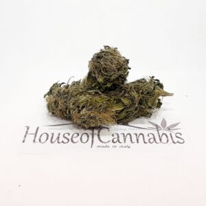 CBD Diesel Erba Legale Greenhouse