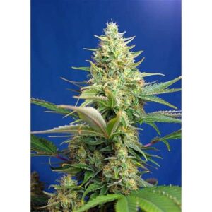 Seme CBD Auto Diesel Fem
