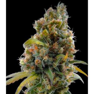 Seme CBD Cannadiol fem
