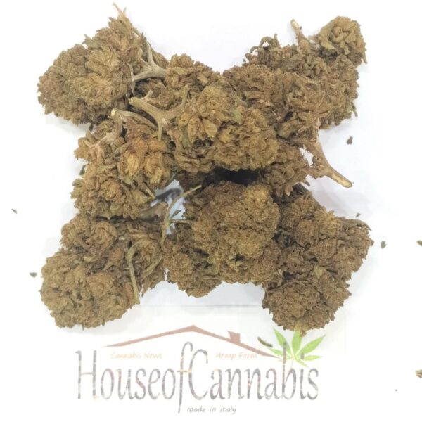 CBD Harlequin Legal Herb
