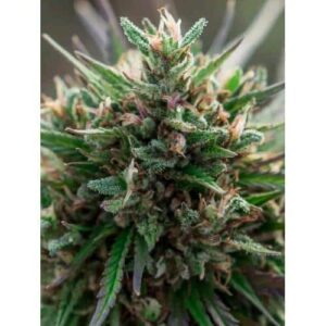 Seme CBD Enectaliana Fem