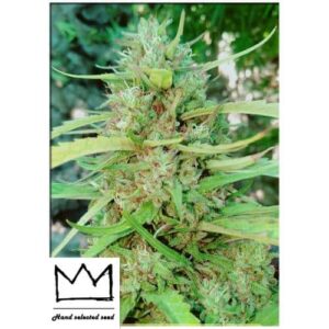 Seme CBD Charlotte Fem