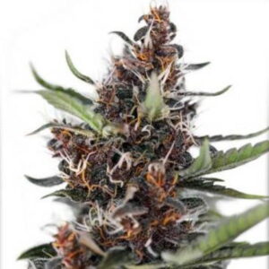 Seme CBD Blackberry