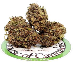 CBD Grapefruit Erba Legale Indoor
