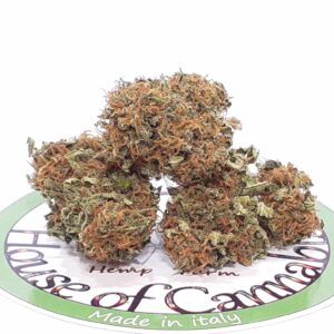 cbd dream erba legale