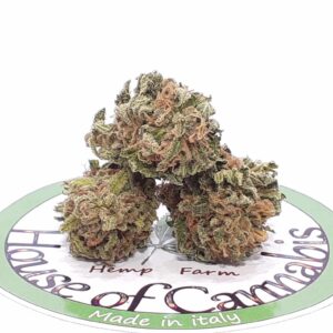 CBD Lemon Haze Erba Legale