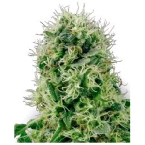 seme cbd harlequin