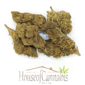 cbd kiwi erba legale